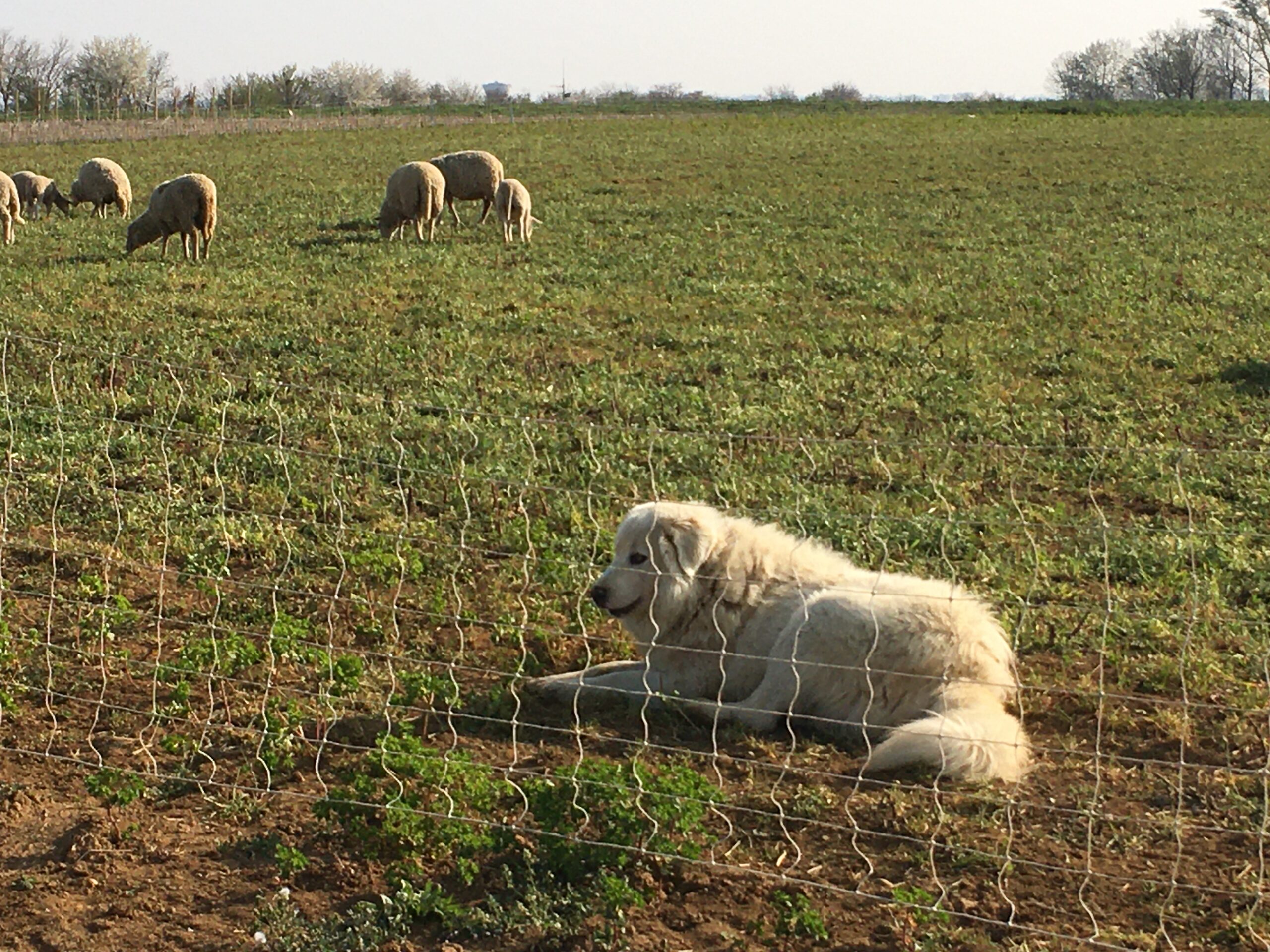 You are currently viewing Des moutons en pâture sur le plateau des Grandes Terres