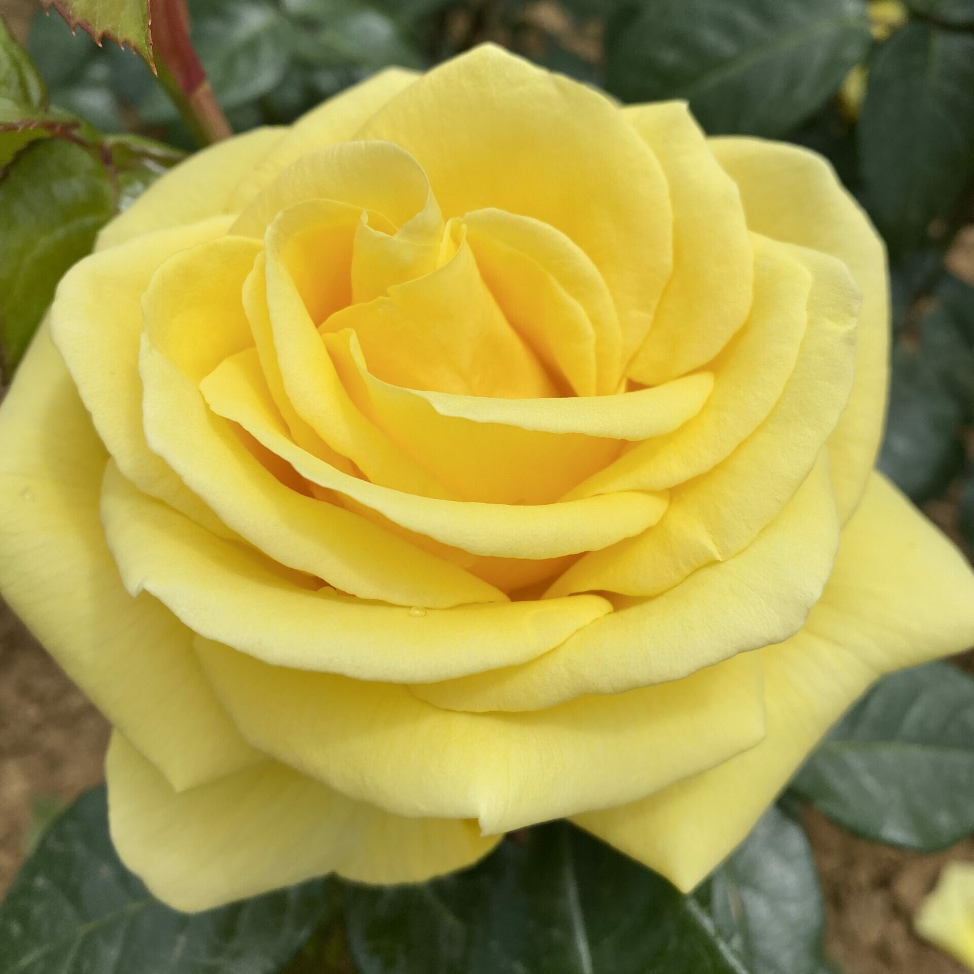LEMON IMPACT ® Orasonmad