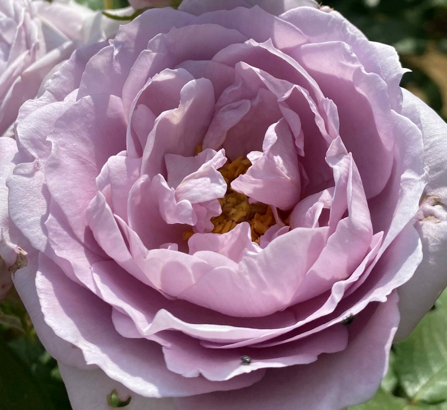 MAUVE EN SCENE ® Oranocib